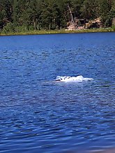 Beautiful women of a certain age show off their skills.